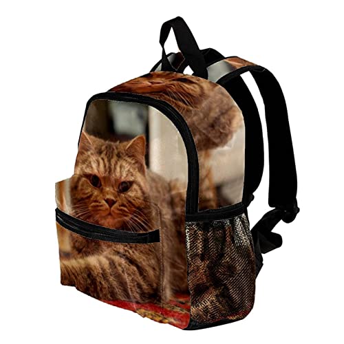 Sac à dos chat pour garçons et filles de 30,5 cm multicolore