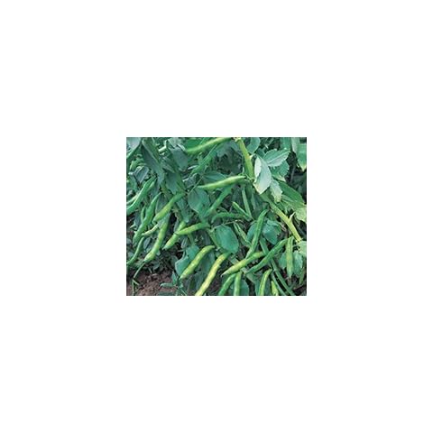 Kings Seeds - Broad Bean, Aquadulce Claudia Cover