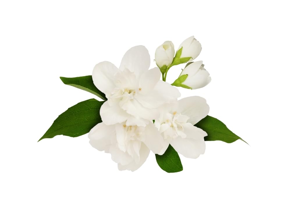 Mock Orange Plants, Philadelphus 'Manteau d'Hermine', 2 x Full Plants in 1 Litre Pots, Mock Oranges, Garden Ready and Ready to Plant, Premium Quality Garden Shrubs