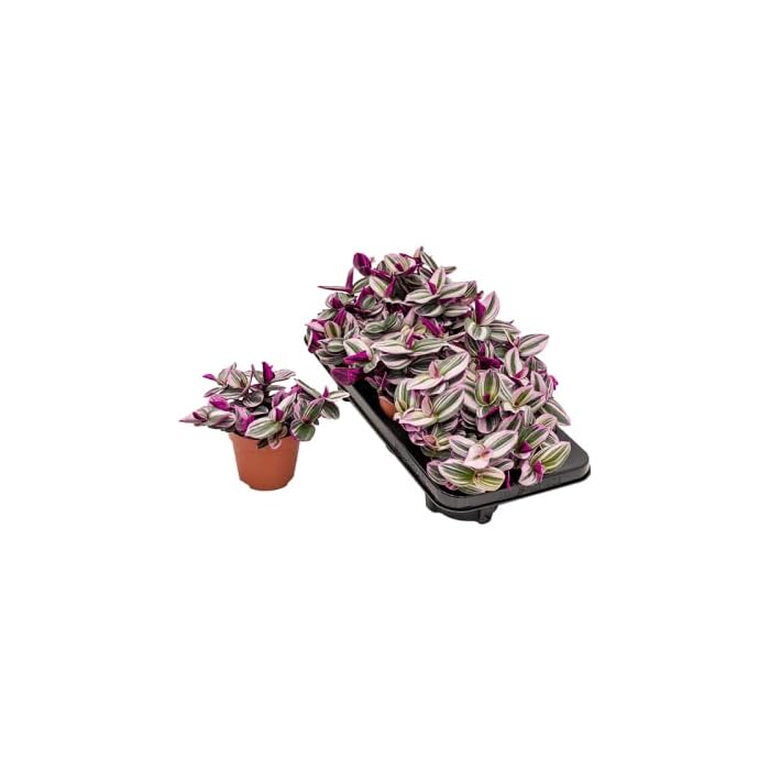 Buy Tradescantia albiflora Nanouk Easy Care Trailing Variegated Pink