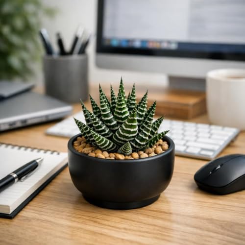 Image of Live Haworthia Zebra Succulent | Decorative Indoor Plant with Pot | Easy Care Houseplant for Home, Office & Table Decor