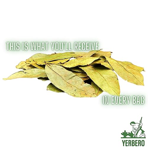 Yerbero - Whole Dried Graviola Soursop Leaves (4 oz - 330+ Leaves Per Bag) Hoja De Guanabana, 100% All Natural Delicious Fresh Tea | From Mexico | Premium Wildcrafted Quality. - Thumbnail 2