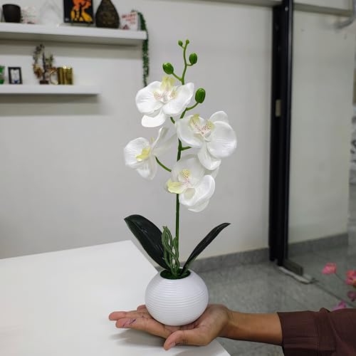 Image of CURATED CART Flower Pot with Artificial Flowers - Orchid White Flower with White Vase | Ideal for Home Decor | Office Decor | Gifting | Size 36 x 9cm