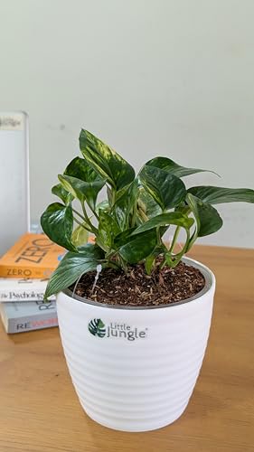 LittleJungle Pothos Golden - Live Plant with 5.5 Inches White Decor Pot | Indoor Plants For Home | Money Plants | Live Plants Indoor | Air Purifying Plant | Live Plant With Pot For Home Decor |