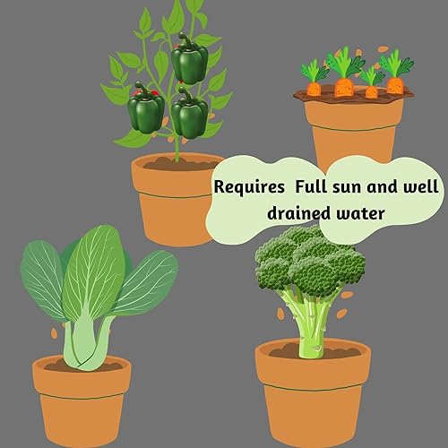 Image of City Greens Garden Starter Kit | Seed Starter Kit | 4 in 1 Stir Fry Gardening Kit - Broccoli, Bokchoi, Carrot, Capsicum | Total Seeds -40 | Perfect Gardening Kits For Kids.