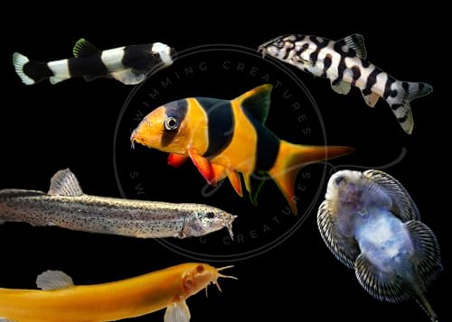 Swimming Creatures™ 3 Assorted Loach Mix – Varies from Clown, Yoyo, Panda, Dojo, Hillstream Loaches & More! Freshwater Aquarium Fish, Live