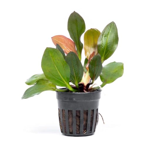 SubstrateSource Live Plants - Echinodorus ‘Red Phoenix’ (Echinodorus sp.) - Medium to High Light, Red Green, Midground to Background Placement, Freshwater Aquascaping Aquatic Plant - Pot