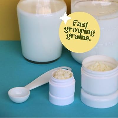 حبوب الحليب Kefir ، سلالة تركية ، بلغاروس ، Pajaritos ، بداية بروبيوتيك حية.