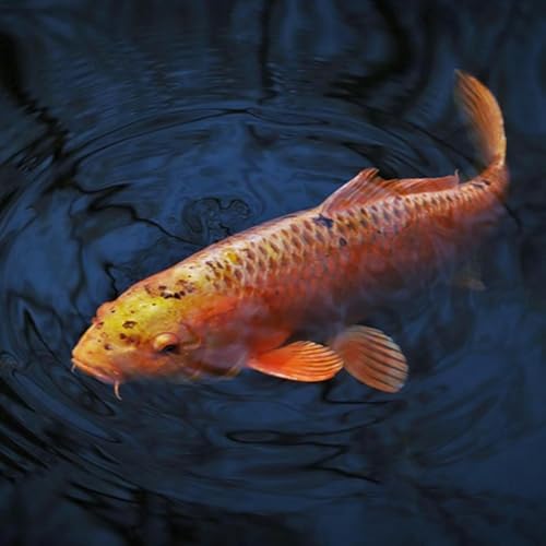 Page de couverture de Koi in the Water, Luck in the Air: A Cultural Dive (E36)