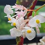 Comprar semillas de begonia - semillas de flores silvestres, jardín (Begonia grandis) flores jardín, plantas balcón prado, jardín pradera silvestres perenne, plantas balcón perennes 300pcs