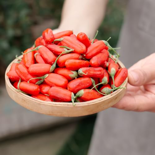 semillas orgánicas de bayas de goji - bayas de goji - semillas de hierbas silvestres, plantas raras bayas de goji rojas Cultivo de plantas, hierbas de jardín para cubrir el suelo Árbol 300pcs