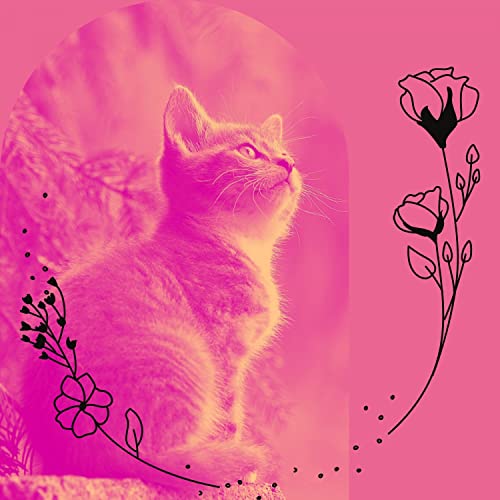 terrific-bgm-for-cats-jukebox-by-calm-cat-music-on-prime-music