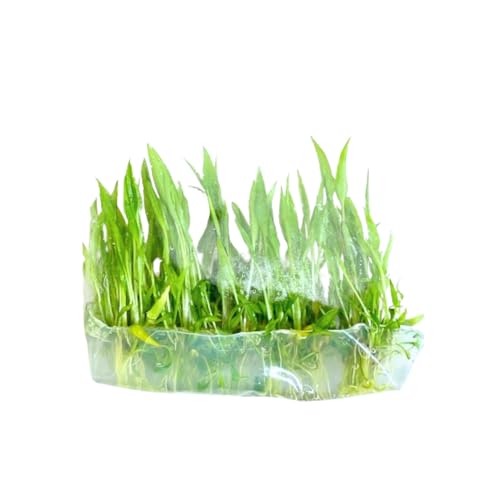Cryptocoryne Wendtii Green Tissue Culture Aquarium Plant