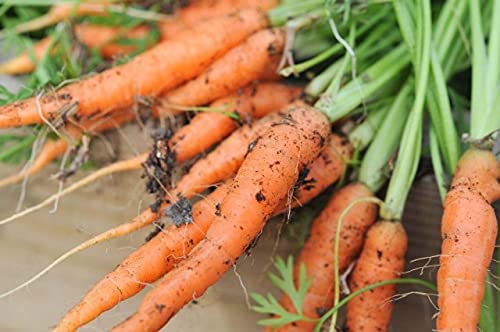 Golden Hills Farm Hybrid Baby Carrots, Shin Kuroda Seeds 1000+ seeds (B096G8YGRC) Amazon Price History, Amazon Price Tracker