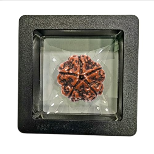PUSHKARA Natural 5 MUKHI RUDRAKSHA Certified - Nepal | Brown |