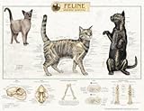 Feline Cat Skeletal System Anatomical Poster