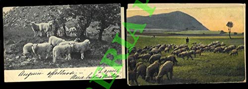  Greggi di pecore al pascolo.