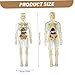 CurcKua Clear Human Body Structure Model Removable Transparent 3D Human Body Model for Kids Educational Toys for Boys and Girls for Kids Anatomy and Physiology Study Tools