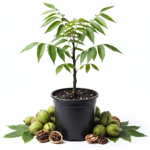 Black Walnut Tree Live, 4" Pot, Shade Tree Plant, 6-12 Inch Tall