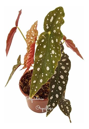 Muda De Begonia Maculata Planta Natural Exótica Com Vaso Plástico...