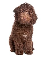Journal : Labradoodle 1973436493 Book Cover