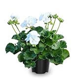 White Geranium Plants Live, 2 Plants, Geranium Flower Plants, Size Plant 4 Inches