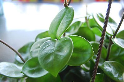 Hoya Carnosa 'Chelsea' Flowering Exotic Flowering Wax House Plant - Easy Care