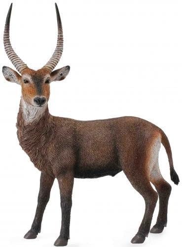 Waterbuck