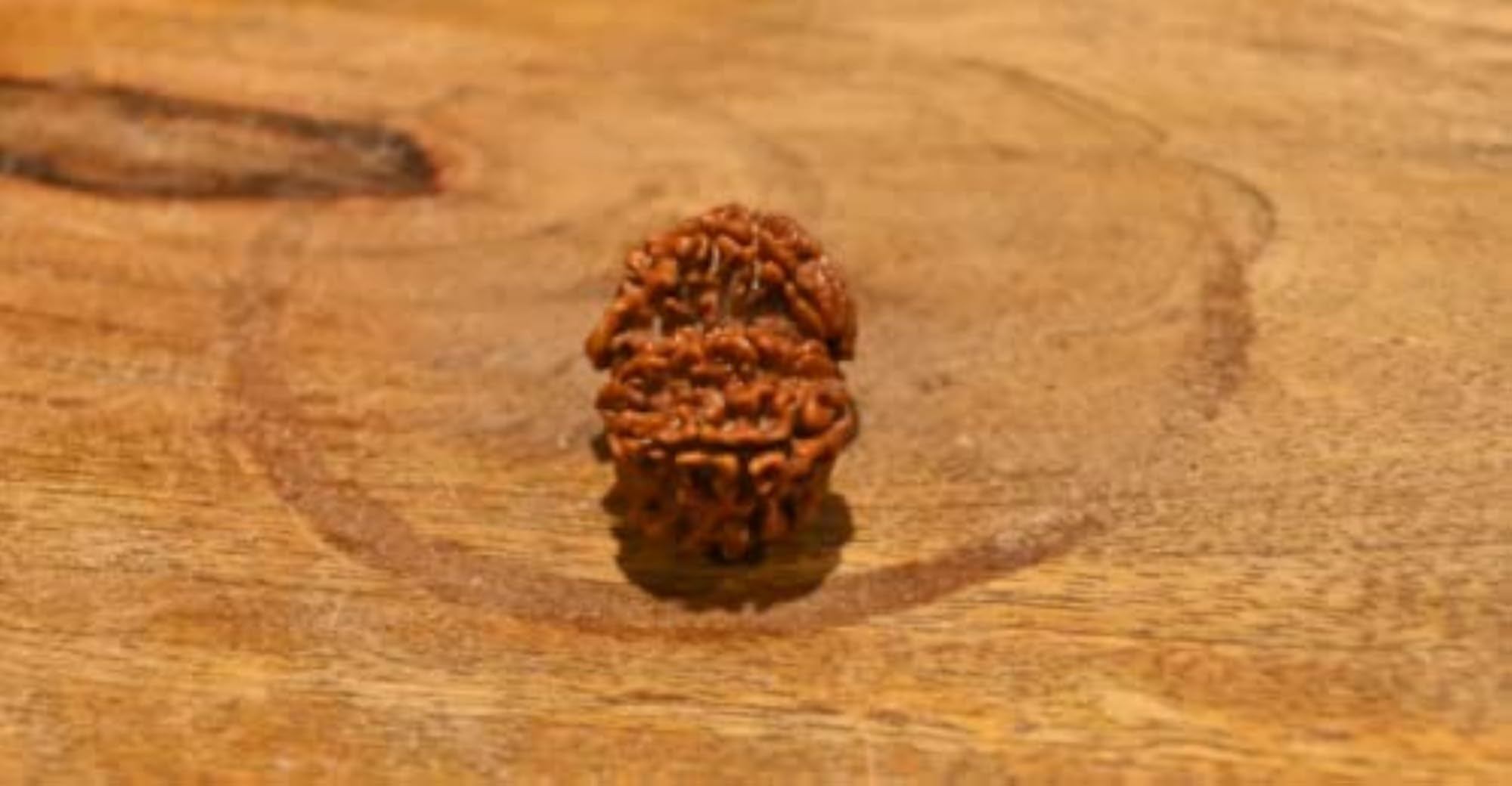 Gori Shankar Rudraksha Pendant, Shiv Parvati Joint