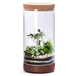 Clear Glass Houseplant...