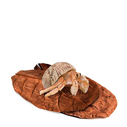 SunGrow Mini Hermit Crab Almond Leaves, 2 Inches Long, Beneficial, Hand-Picked, Perfect Addition to Your Crabitat, Easy to Use, Add Color to Your Pet s Home, Provides Right Humidity Levels, 50 Pack