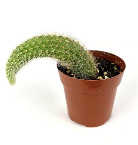 Monkey Tail Cactus, 3' Pot, Live Indoor Succulent Plant
