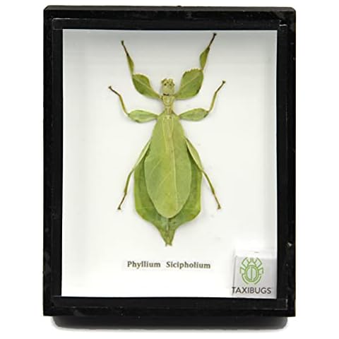 TAXIBUGS Leaf Insect Phylium Sicipholium Genuine Bug Green Brown Taxidermy Butterfly Insect Box Framed Display (Black Wooden Box) Cover