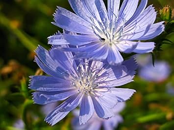 Chicory Seeds Cichorium intybus 1000 Seeds 2 g