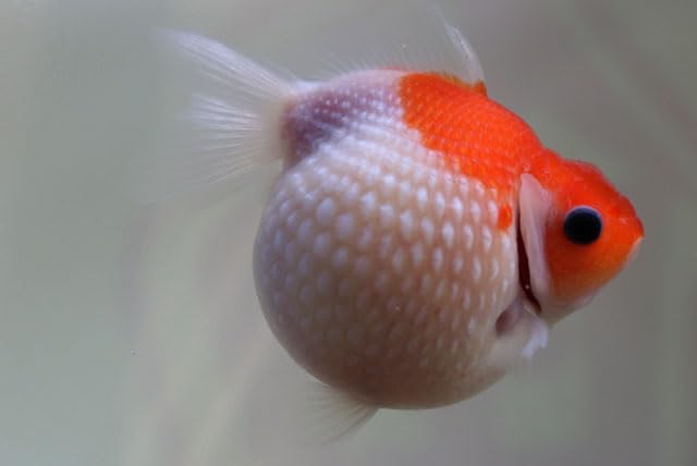 Amazon | ☆国産金魚☆ 現物個体！ ピンポンパール 2歳魚 全長約8cm