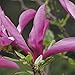 Produktbild Magnolie Susan 1L Garten Pflanzen mit schönen Blüten - Die perfekte Dekoration für Ihr Grundstück - Für Anfänger und professionelle Gärtner - Eine schöne Blume Pflanze