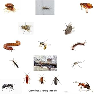 Smoke Bomb Professional Strength Fogger Fumigator for Fleas Bed bugs Moths Cluster fly Spider Poultry Red Mite and all insects Killer Midi Fumer 11g by Pest O One® (Pack of 10)