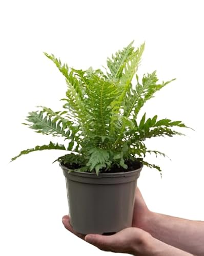 Helecho Hembra Natural Planta de Interior Purificadora de Aire Ideal para el Hogar