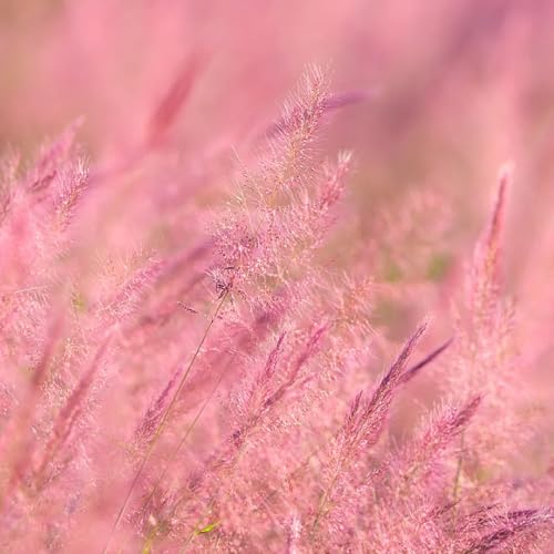 semillas de muhlenbergia capillaris, jardín decoración de primavera, resistentes de balcón 300pcs
