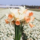 Flowerbulbs Amsterdam