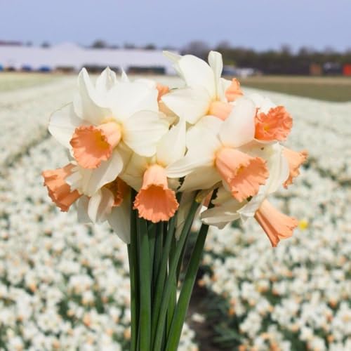 Bulbes de narcisse Terry - 30 bulbes à fleurs - taille du bulbe 12/14 - blanc/orange | fleur simple | floraison printanière | résistant à l'hiver - direct du producteur - Flowerbulbs Amsterdam