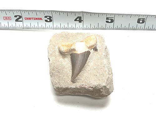 Image of Shark Tooth in Stone Fossil Prehistoric Specimen