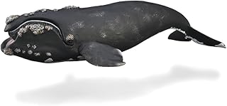 Right Whale
