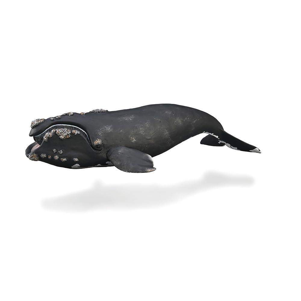 Collecta 88740 Glattwal 25 Cm Water Animals