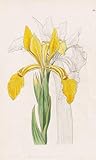  Iris aurea - India Indien / flowers Blume flower Botanik botany botanical