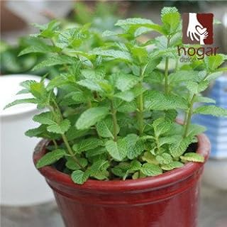 2016 réel Seeds Jouer Chi-Hsueh-ts'ao NEP Nip Seed Garden Utilisez Bonsai Nepeta Cataria cataire Catswort Catmint Catnep Catrup Cat: Only Seeds