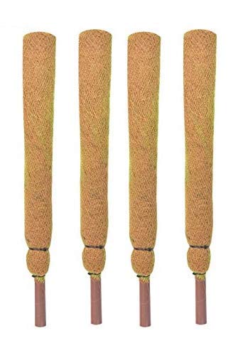 COIR GARDEN - Coco Pole - Moss Stick for Money Plant - Coir Stick 2 FT (61 CM) - 4 Pieces (B07B4GRHHH) Amazon Price History, Amazon Price Tracker