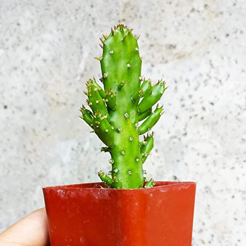 Joseph's Coat Cactus 2 Inch - Unique Collection Of Live Cactus Plants, Hand Selected, Rare Varieties For Gift Or Home Décor #TOP3