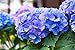Hydrangea macrophylla 'Early Blue' 30-40 cm – Winterhart, Mehrjährig, Pflegeleicht – Bauernhortensie – Zierstrauch für Garten & Kübel