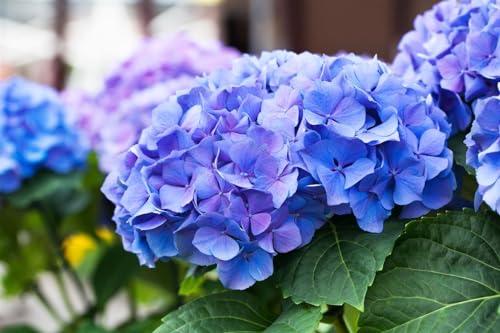 Hydrangea macrophylla 'Early Blue' 30-40 cm – Winterhart, Mehrjährig, Pflegeleicht – Bauernhortensie – Zierstrauch für Garten & Kübel